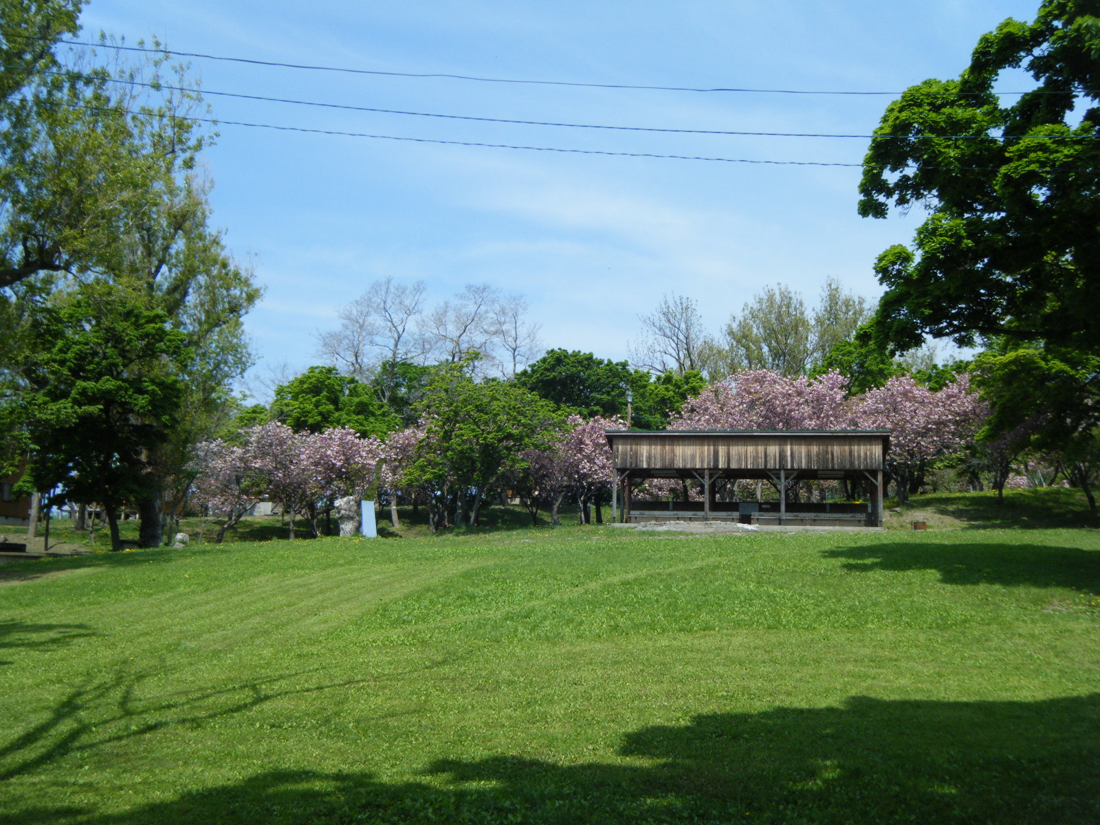 桜をみながらキャンプできる、青少年旅行村。