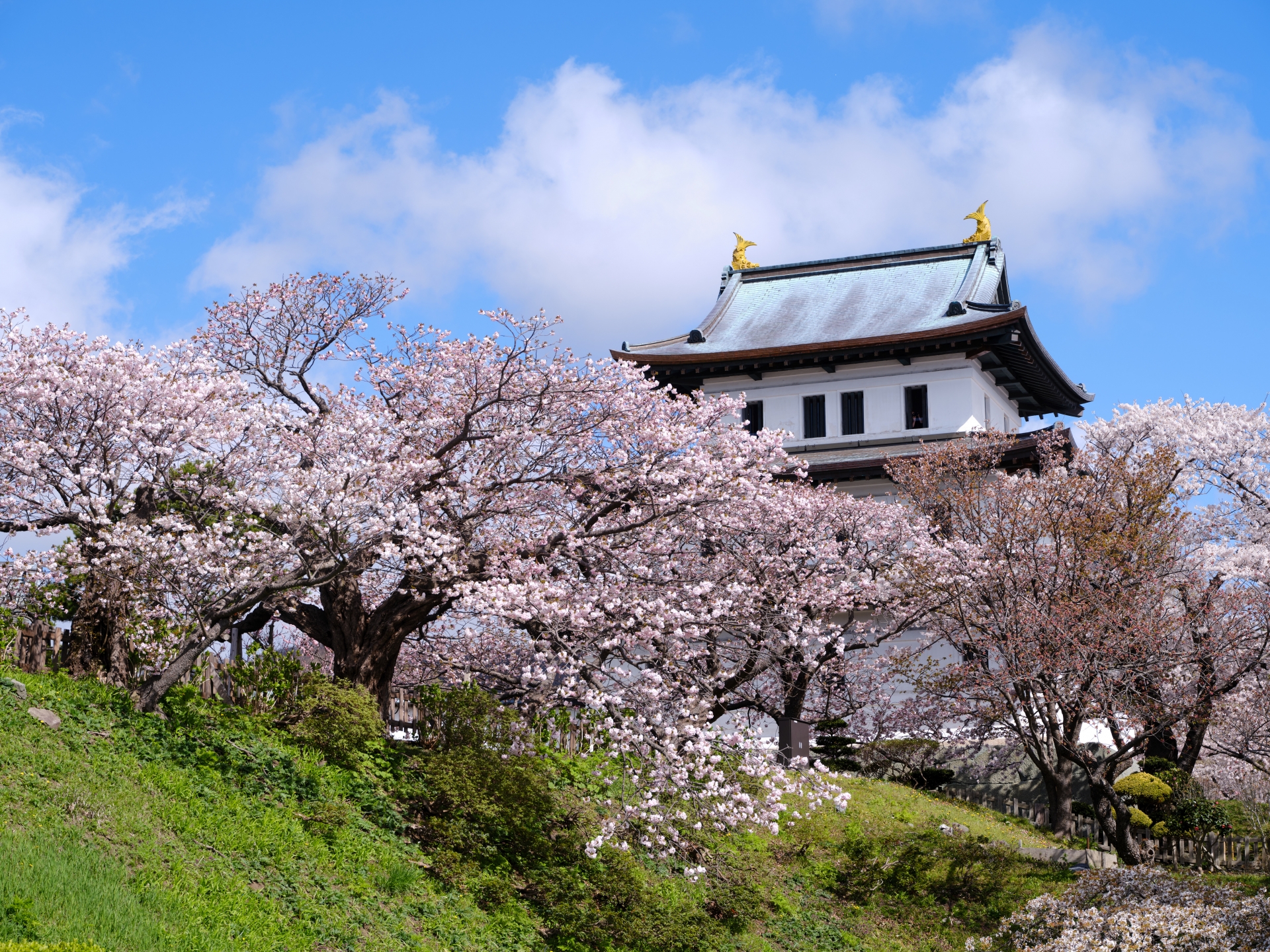 北海道松前町の松前城。桜が美しく彩ります。