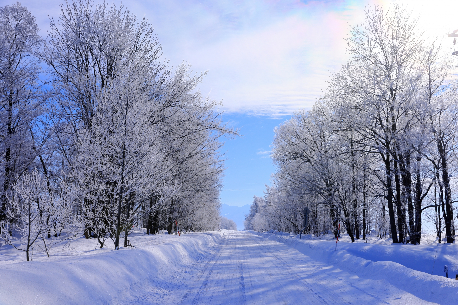 北海道美瑛町の冬の並木道。樹氷が美しいです。