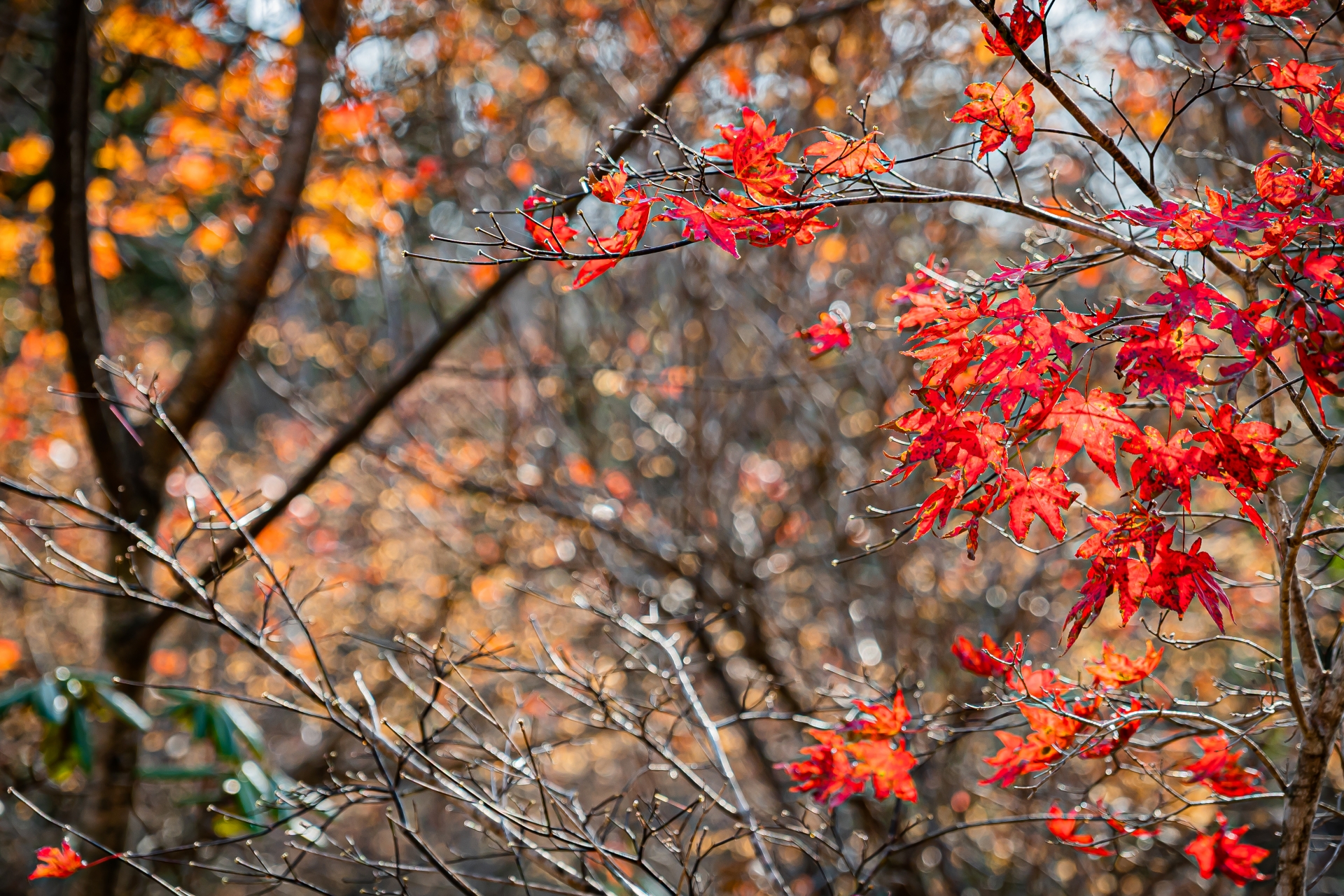 北海道鹿追町の紅葉シーズン限定でオープンする「福原山荘」