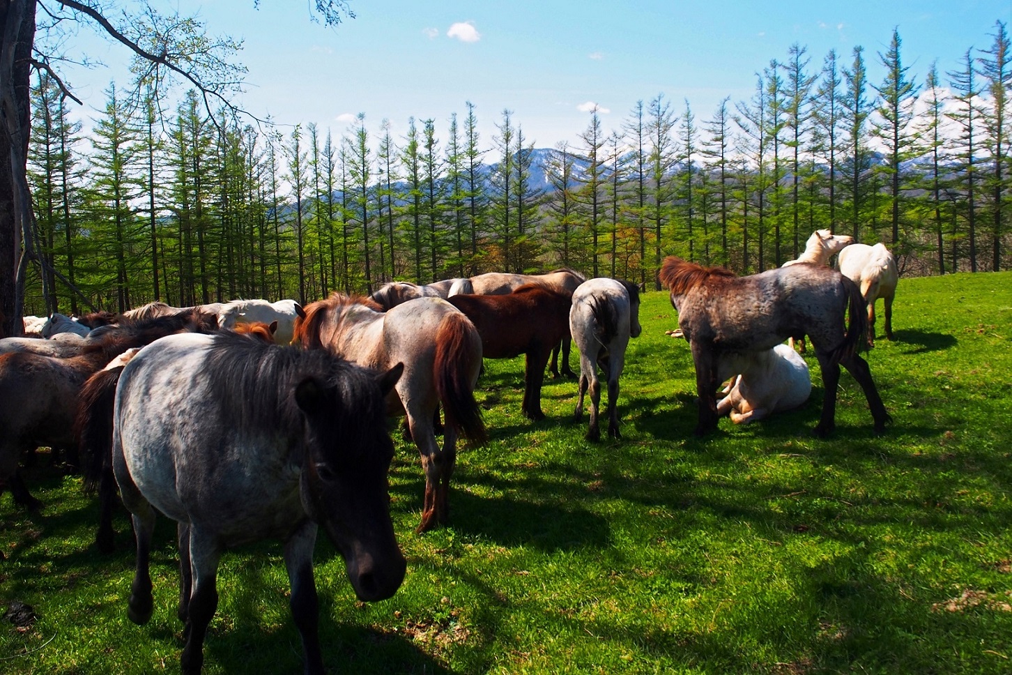 剣山どさんこ牧：どさんこ（北海道和種馬）が約70頭暮らしています。牧の中に入って馬と触れ合えるピクニックが人気。芽室駅から車で約35分