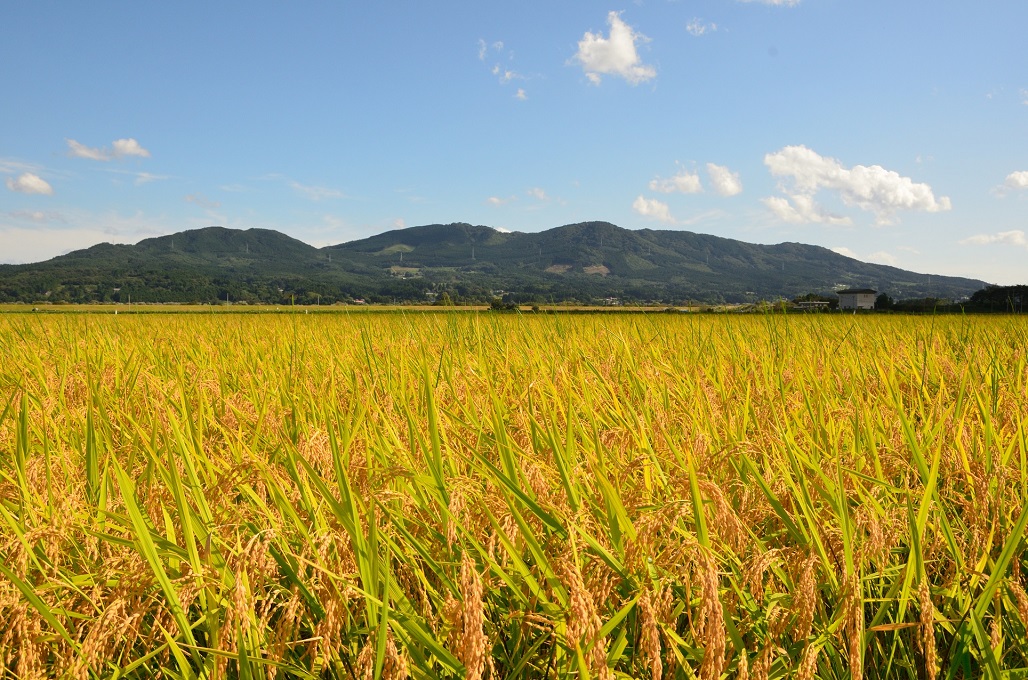 岩手県有数の米どころです。
