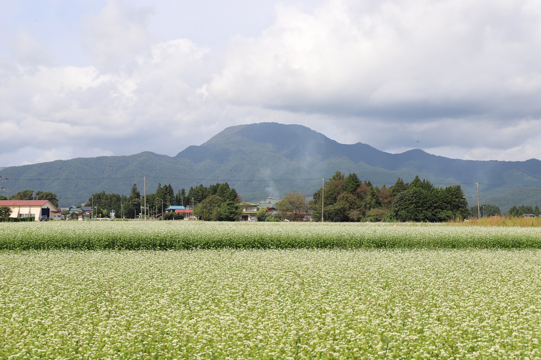 こたつ山の愛称で親しまれる東根山と蕎麦畑の蕎麦の花