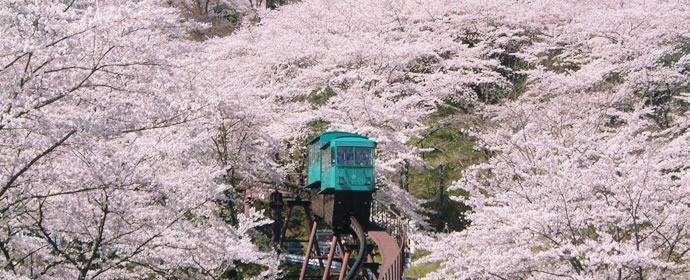 桜のトンネルをくぐる船岡城址公園のスロープカー