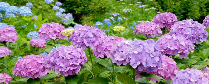 船岡城址公園にて咲き競う紫陽花たち