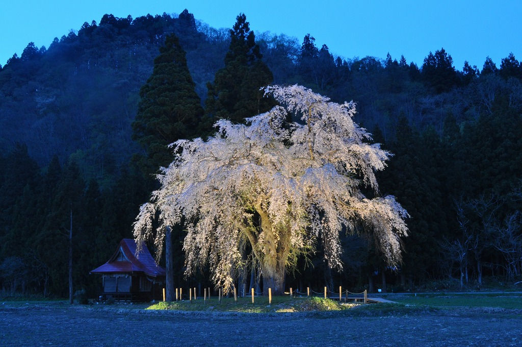 【おしら様の枝垂れ桜】
おしら様とは白山神社のことで、白山神社の境内にあるこの枝垂れ桜は、樹高約10m、幹回り約3.65m、枝張り東西南北とも約19mで樹齢約210年です。
4月下旬から5月上旬の開花時期には多くの観光客でにぎわいます。