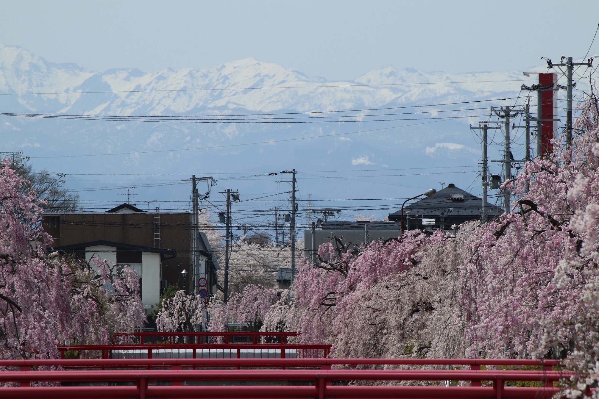 「倉津川沿いのしだれ桜」は県内でも有数の桜の名所です。