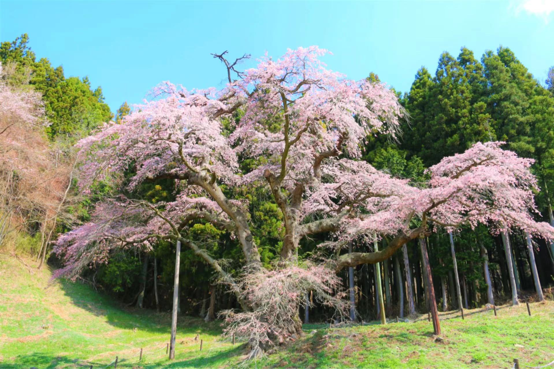樹齢約500年のエドヒガン一本桜は平田村天然記念物