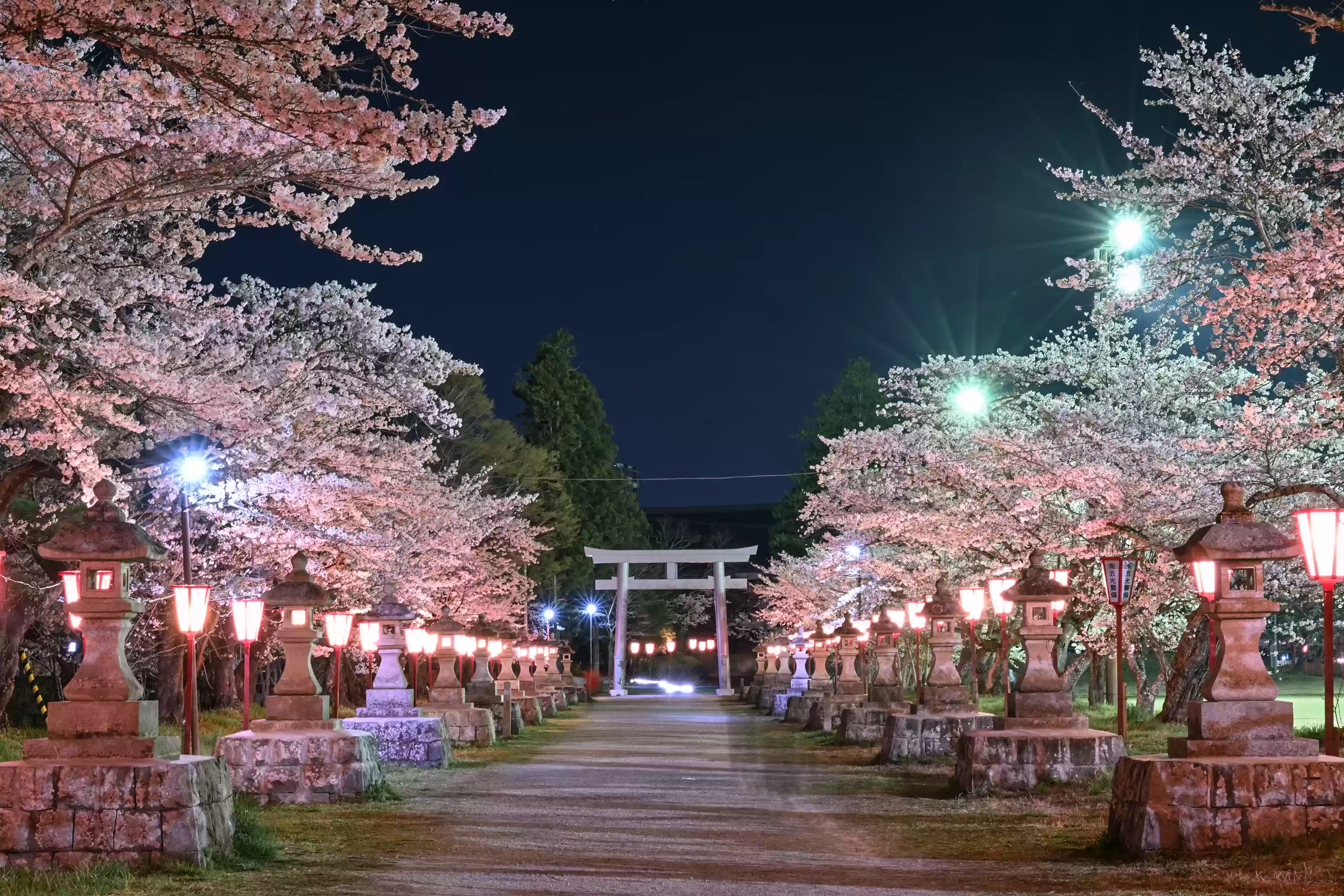 桜祭り（馬陵公園）