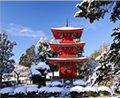 美しい庭と朱塗りの三重の塔が迎えるボタンの寺長泉寺