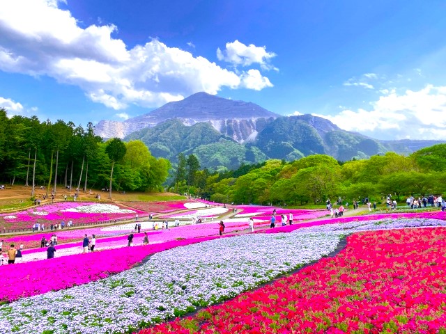 羊山公園の芝桜と武甲山