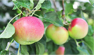 日本一早く実がなることで知られる、わらびりんご
