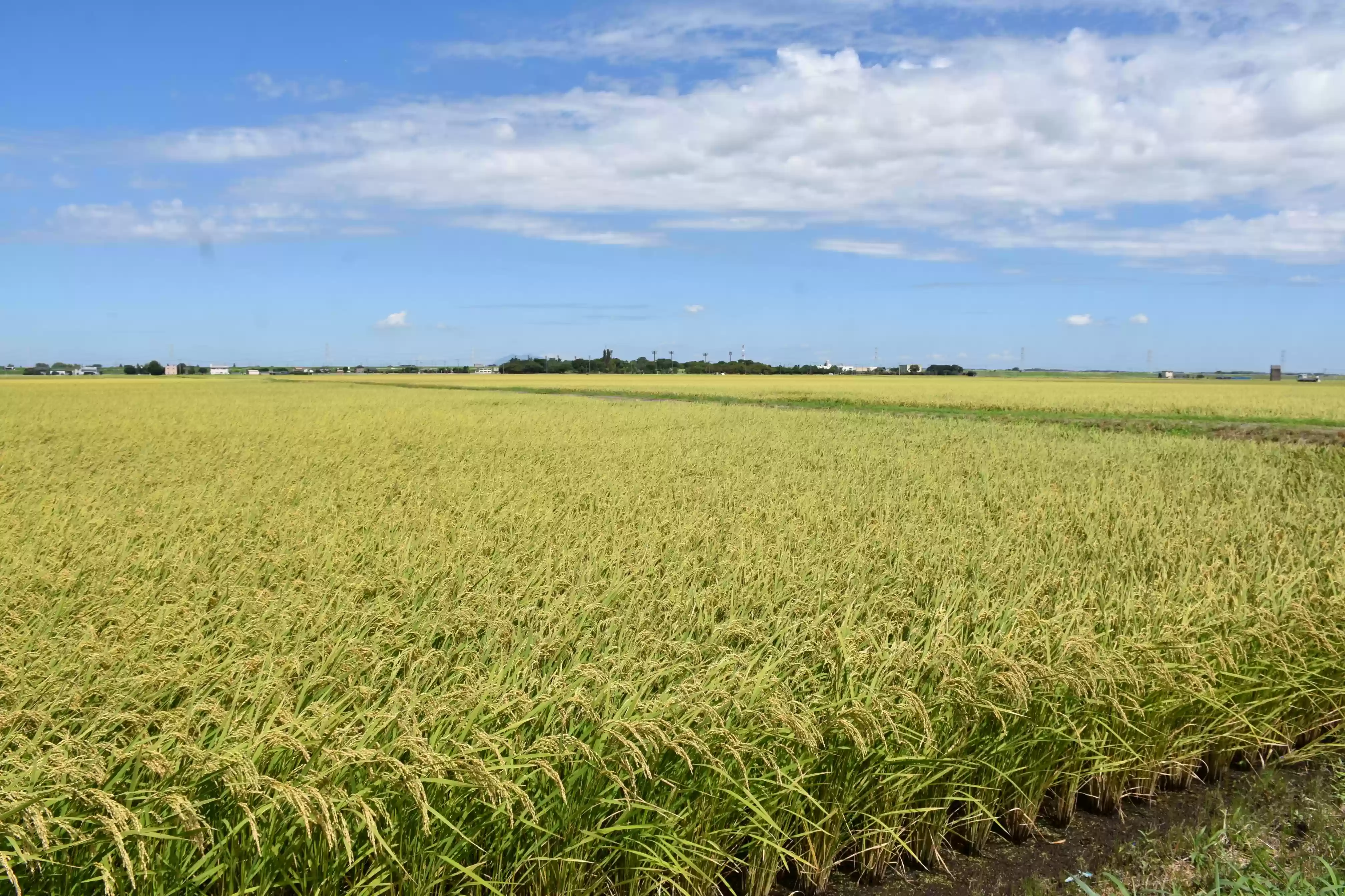 米どころ栄町の豊かな田園風景