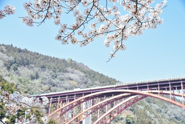 山北町の春 東名酒匂川橋と桜