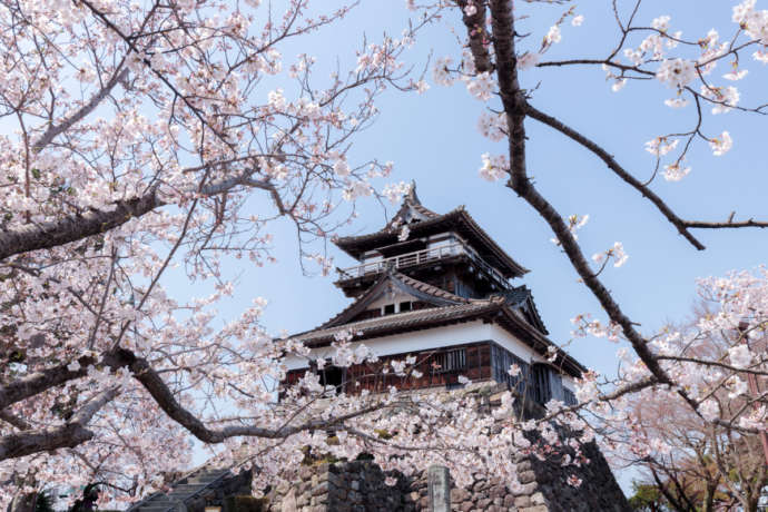 日本百名城『丸山城』と満開の桜