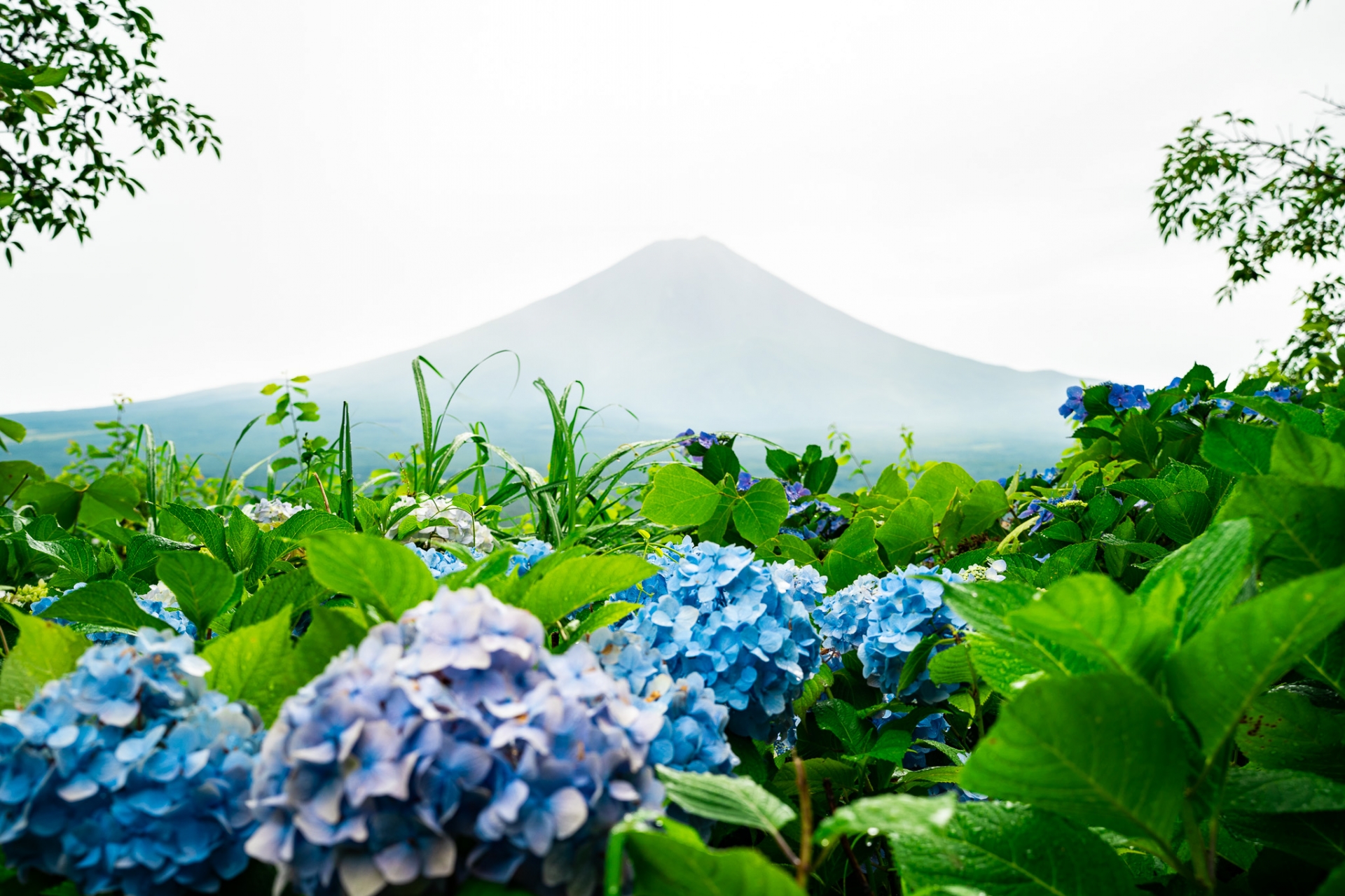 山梨県・富士河口湖町の「天上山公園」はアジサイが目を楽しませてくれます