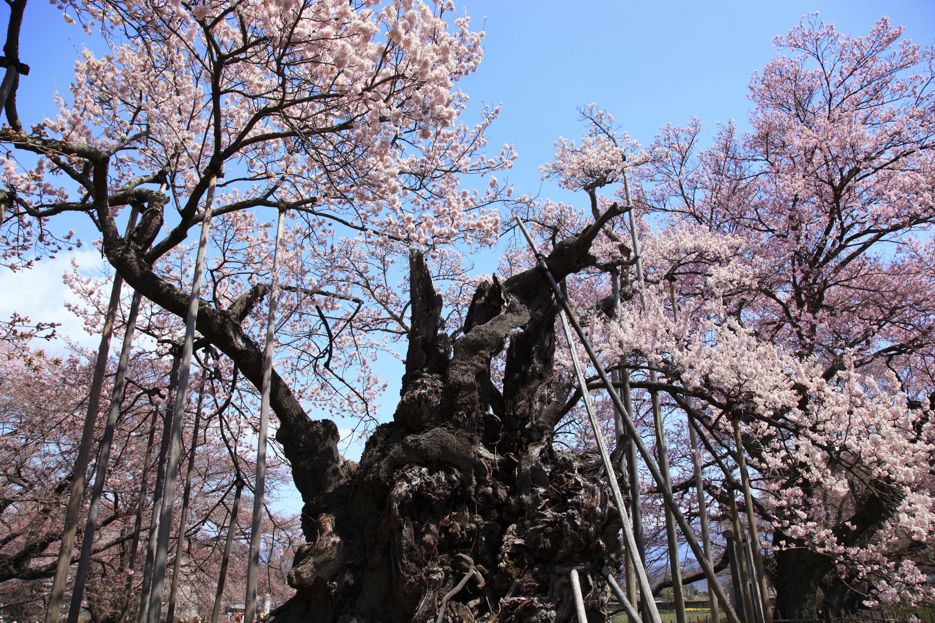 山梨県北杜市の「山高神代桜」。日本三大桜にして日本初の天然記念物指定を受けた歴史ある佇まい