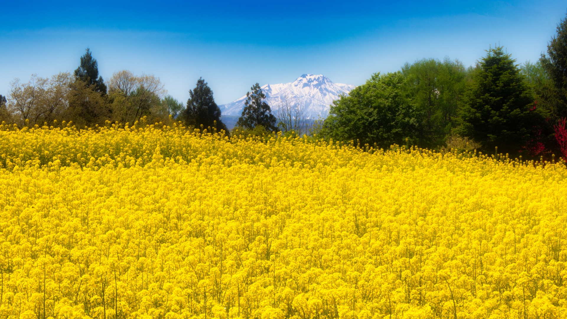 長野県飯山市の「北竜湖」。春には菜の花が咲き乱れます