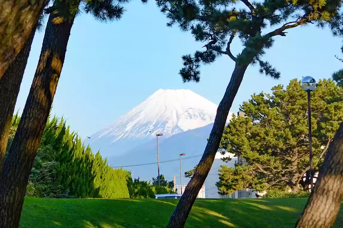 松の木越しの富士山