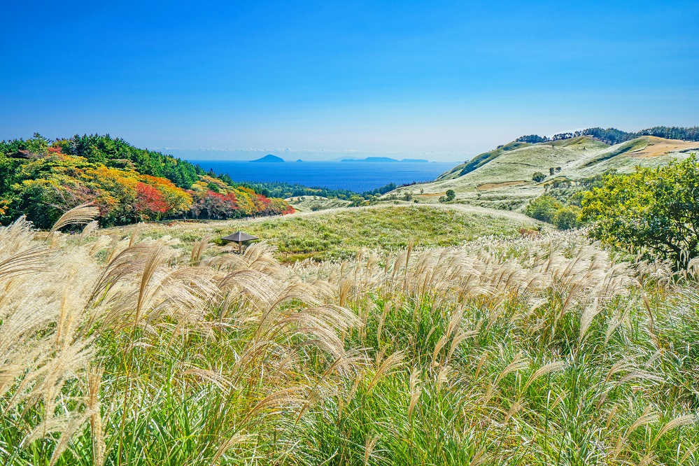 稲取細野高原です。
東京ドーム約26個分の面積を誇る草原では、春には山菜狩り、秋にはススキを楽しむことができます。