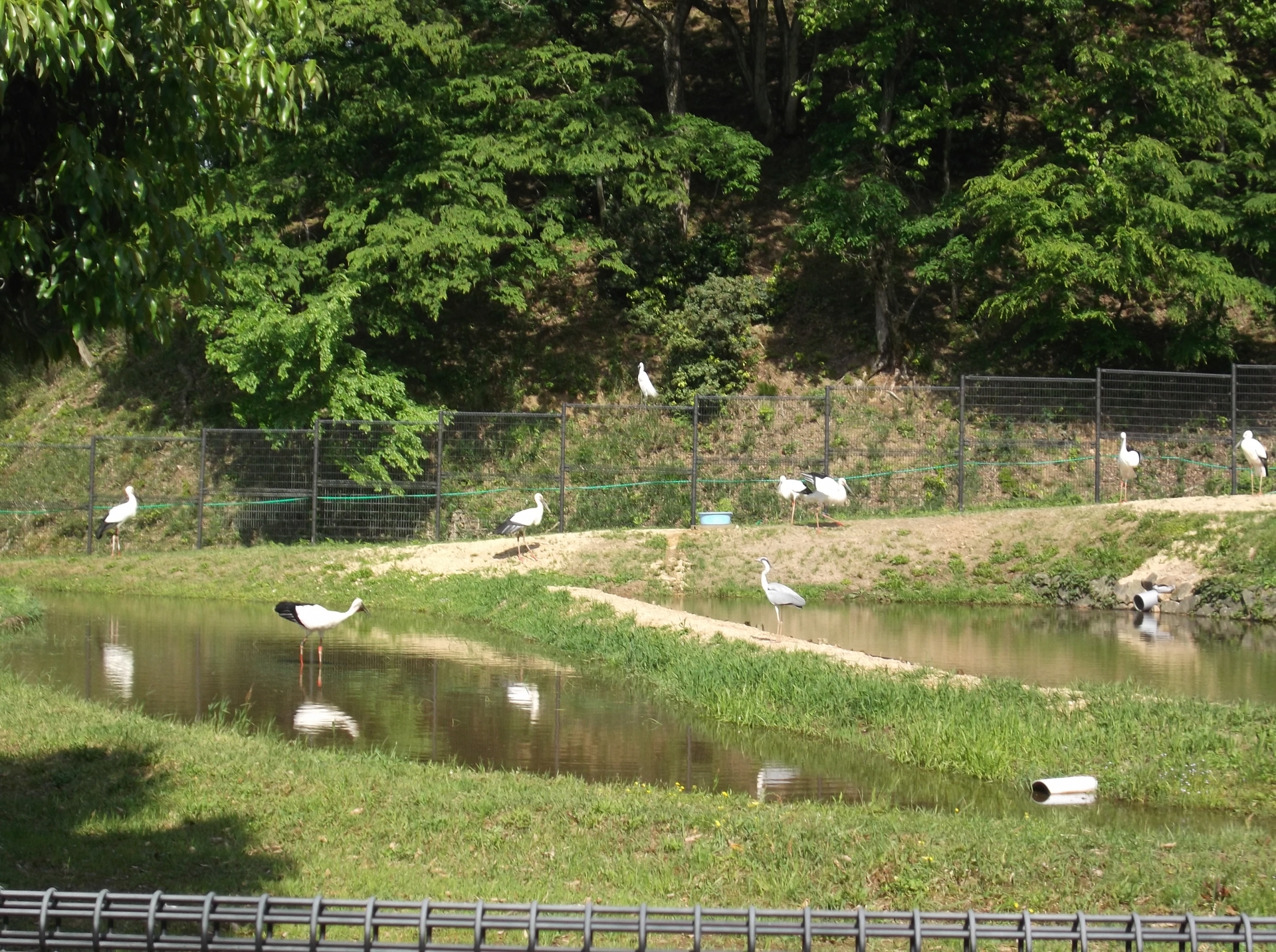 国の特別天然記念物「コウノトリ」を間近で観察できる「兵庫県立コウノトリの郷公園」