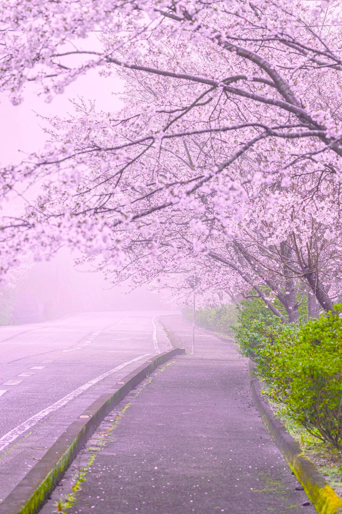 紀美野町 雨山の桜
