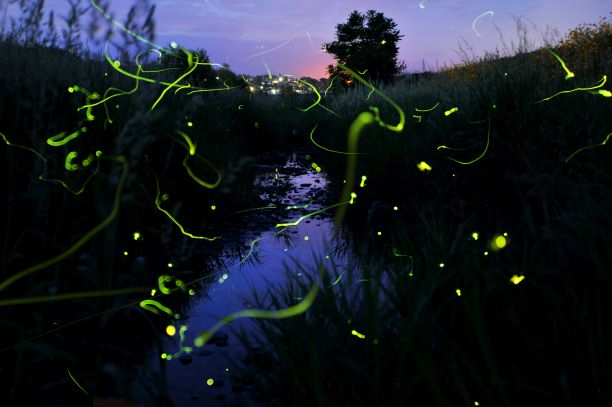 夏は町内の川のいたる所に蛍が飛び交います。