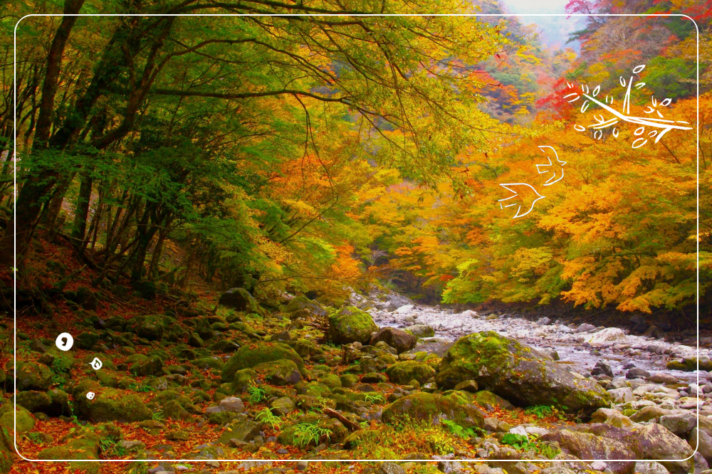 べふ峡の紅葉　山一面が紅葉に染まる秋の美しさは格別