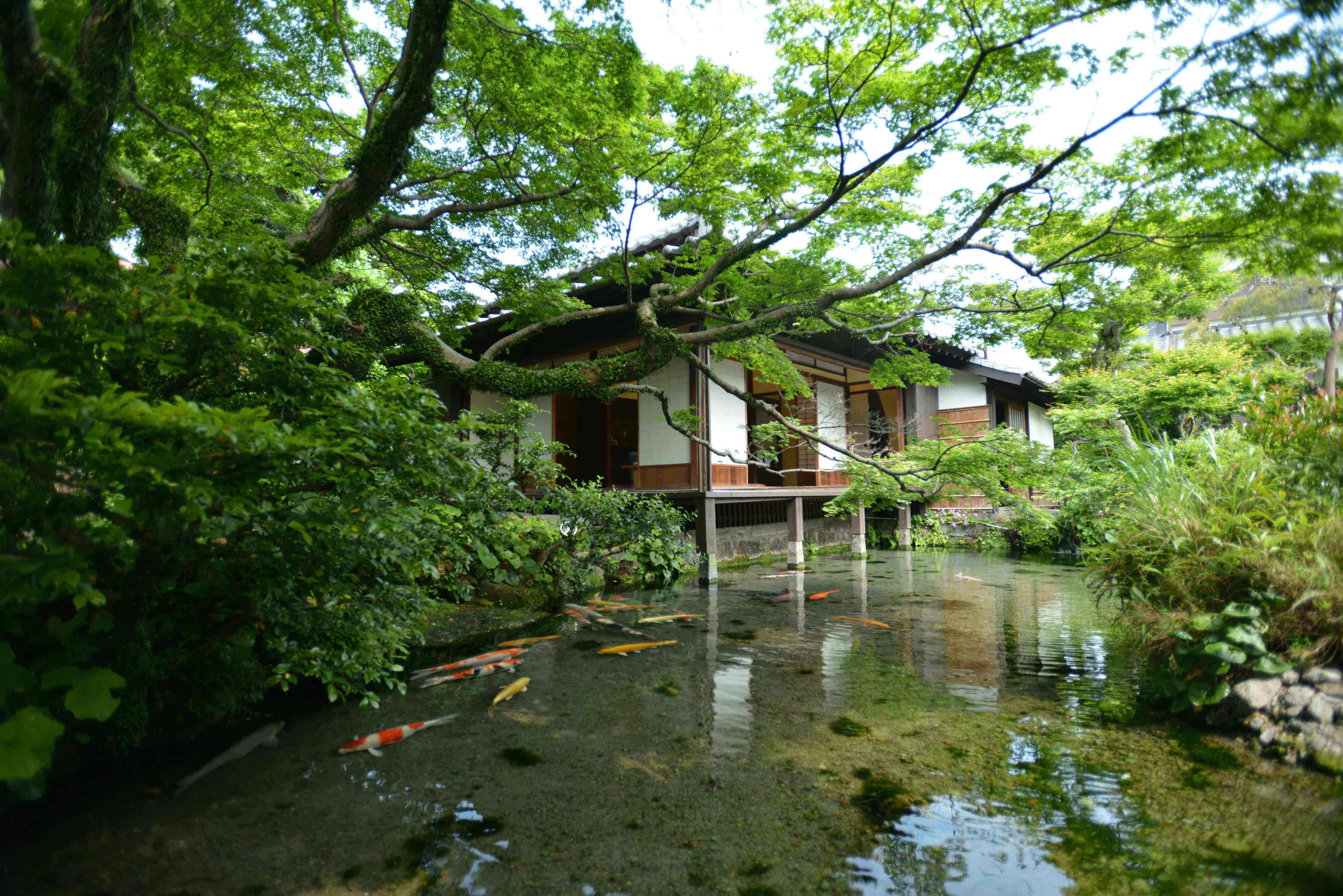 日本の名水百選 水の都島原湧水群『湧水庭園四明荘』