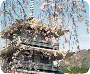 宮崎県の天然記念物、樹齢約3百年の「浄専寺のしだれ桜」