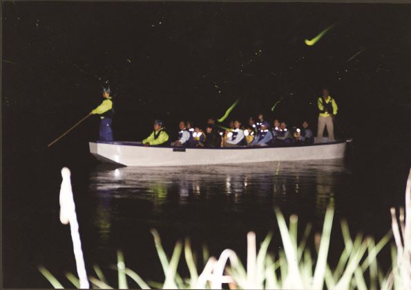 5月中旬から6月上旬にかけて、舟で川を下りながら、ホタルが作り出す幻想的な光景を見ることができます。