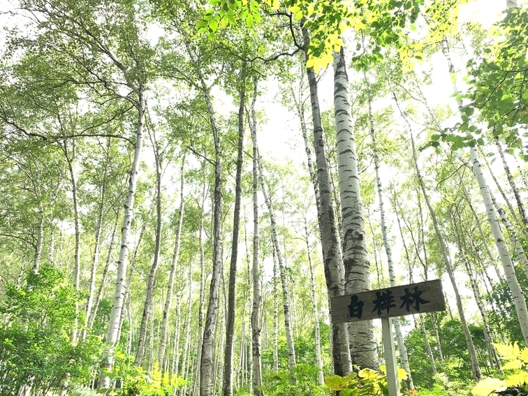 日本一の白樺美林 久慈市「平庭高原」