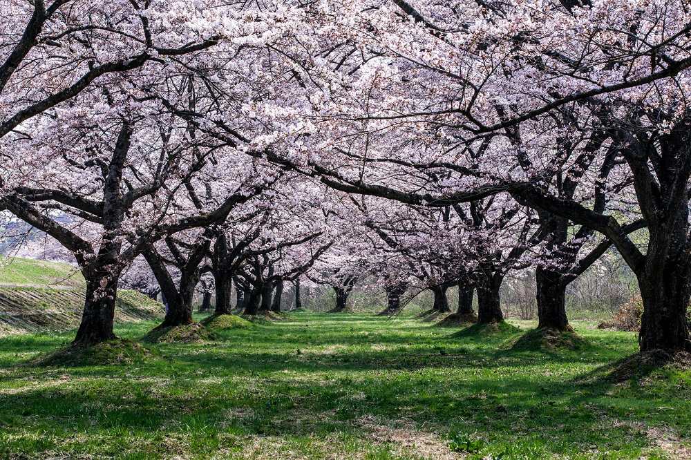雫川園地の桜