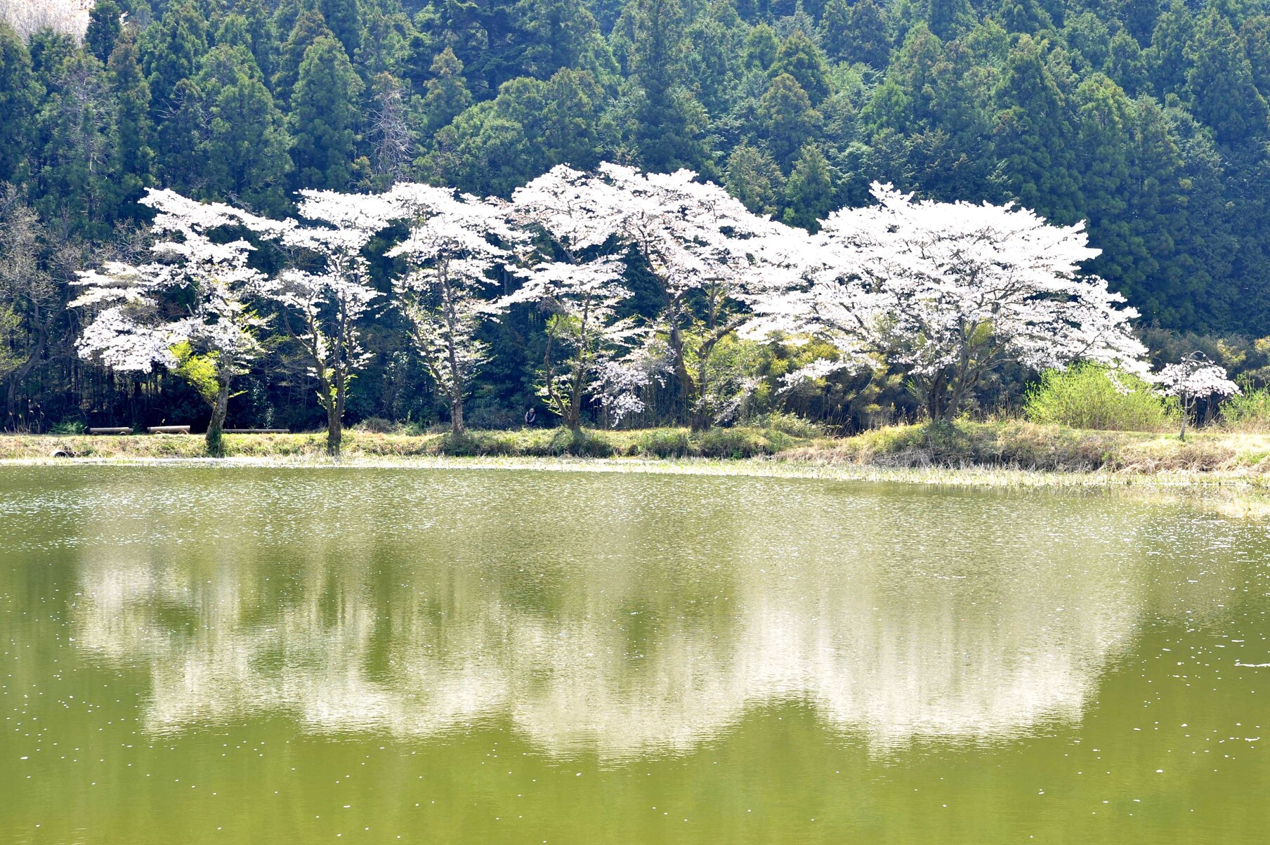 農業用灌漑沼に映る『東山沼の逆さ桜』