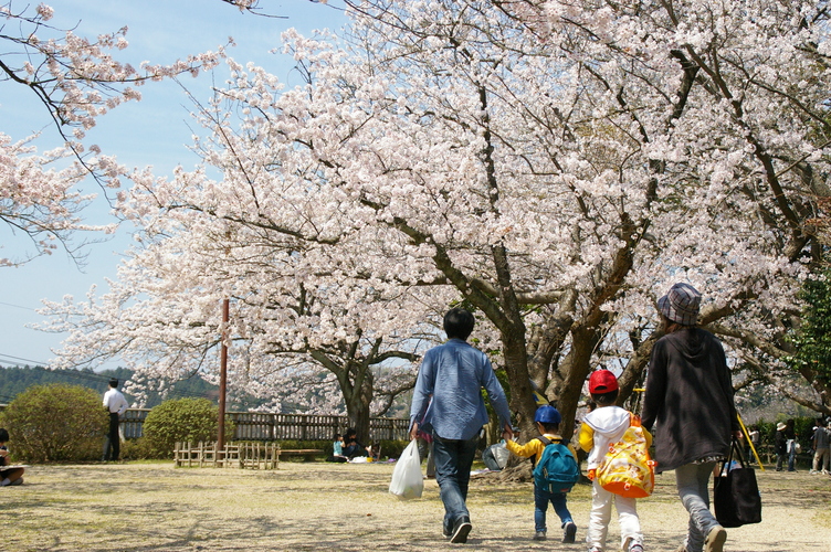 小丸山公園の桜