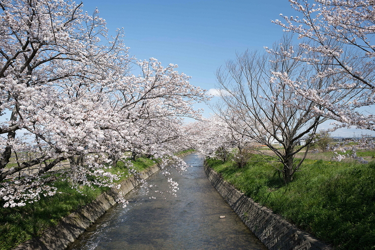 五条川桜