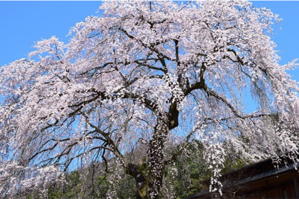 美郷町 ふるさとおおち伝承館の前川桜