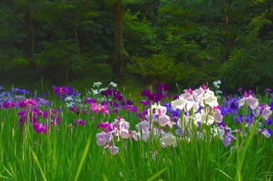 明治神宮御苑の花菖蒲