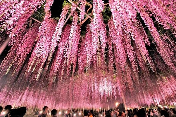 あしかがフラワー公園の奇跡の大藤