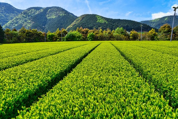 大自然の中の茶畑
